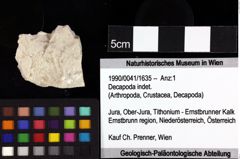 Foto (Objket + Etiketten) von Galatheites sp. 